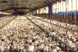 Chickens Industrial